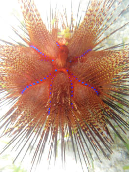 Stranden van Zanzibar - Zee egel