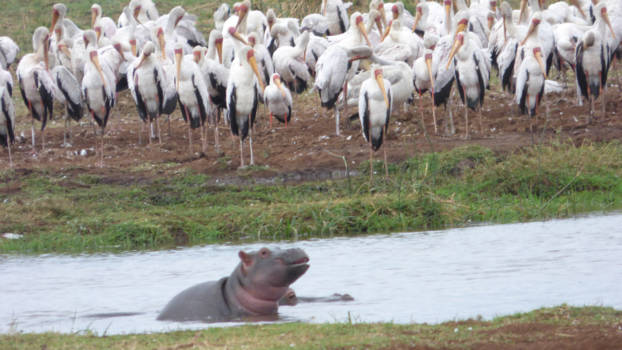 Serengeti National Park - Allemaal vriendjes.