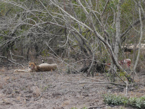 Krugerpark - Deze cheetah had goed gegeten (rechts ligt de net verorberde gnoe)