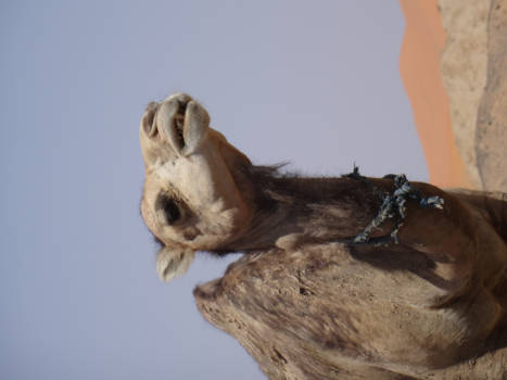 Merzouga - Proud king of the desert