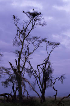 Serengeti National Park - Gieren op de loer