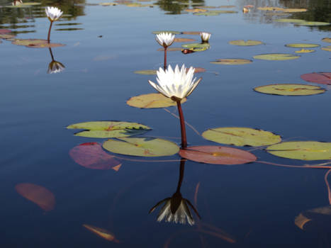 Okavango Delta - De puurheid van de natuur