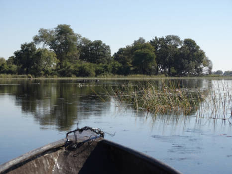 Okavango Delta - The sound of silence