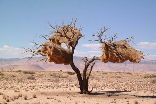 Namibië - Living tree ??!!