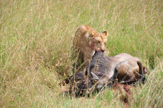 Masai Mara - Leeuwin terug van de jacht met haar prooi