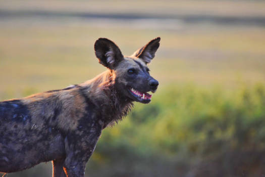 Botswana - Wild dog