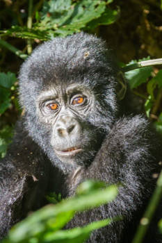 Oeganda - Berggorilla