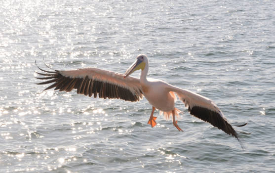 Namibië - Niet alleen de big 5 is de moeite waard in Namibie