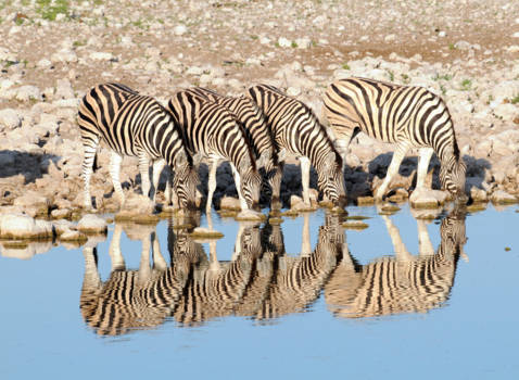 Namibië - Zebra's in Etosha