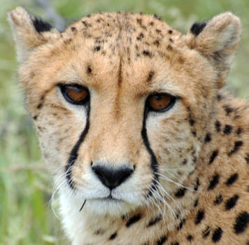 Namibië - Op bezoek bij een Cheetahfarm