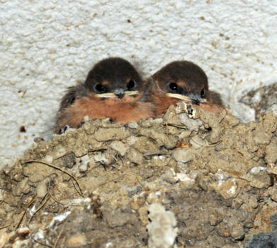Namibië - Een zwaluwnestje bij Gross Barman Hotsprings