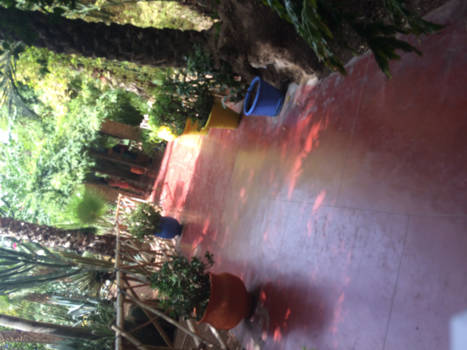 Marrakesh - Yves saint laurant garden