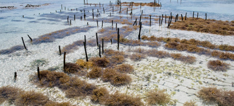 Stranden van Zanzibar