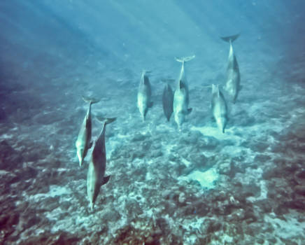 Stranden van Zanzibar