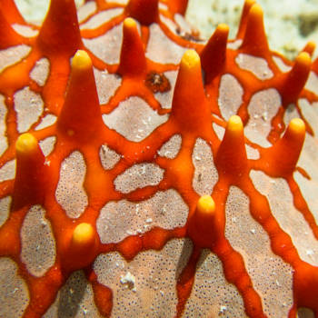 Stranden van Zanzibar