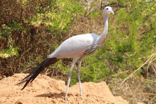 Addo Elephant National Park - Grijze kraanvogel