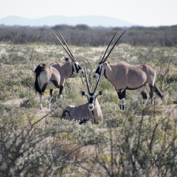 Etosha National Park - 3 op een rij.