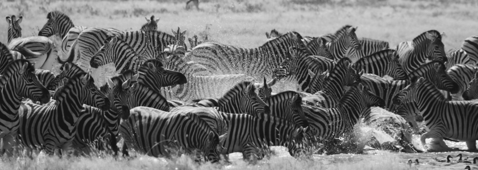 Namibië - All together now!