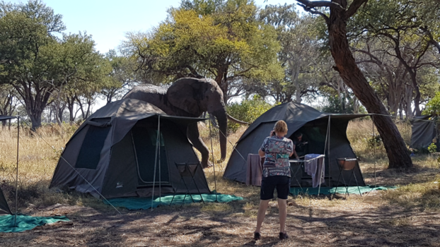 Botswana - Olifant op bezoek