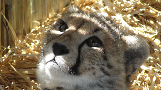 Nairobi - Zuid afrika