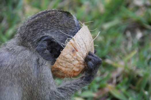 Kenia - lekker cocosnoot