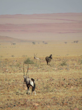 Namib-woestijn - Spot de zebra
