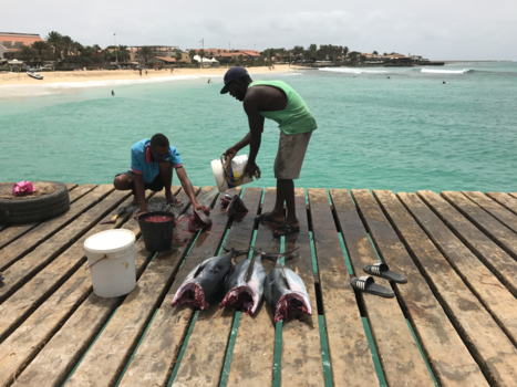 Kaapverdië - De lokale vismarkt op Sal