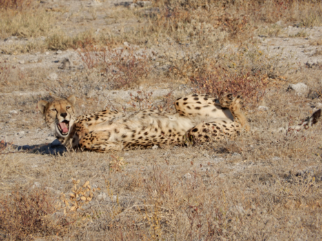 Etosha National Park - Mensen!? Ik wordt daar zo moe van...