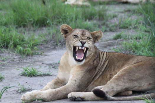 Victoria Falls (Zimbabwe) - Roaarrrr!!!