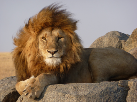 Tanzania - Een bijzonder moment om the King of the Jungle van zo dichtbij in de ogen te kijken
