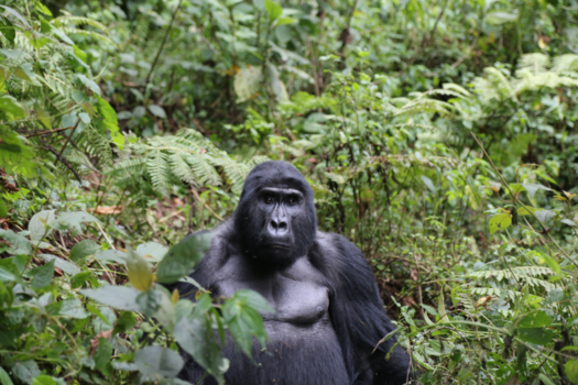 Oeganda - Gorilla tracking in Bwindi Impenetrable Forest