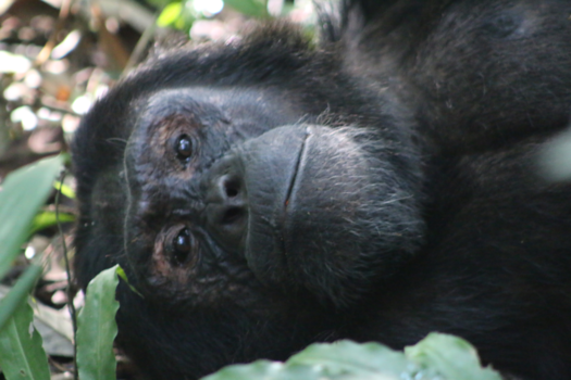 Oeganda - Chimp tracking Kibale NP