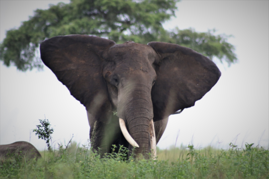 Oeganda - Hundreds of elephants in Murchinson NP