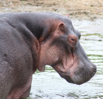 Oeganda - Hippo's at Queen Elisabeth NP