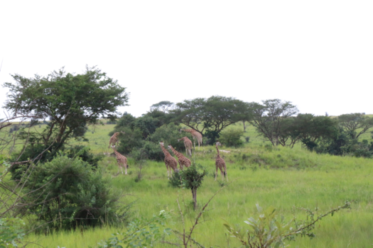 Oeganda - Giraffes in Murchinson NP