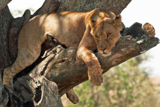 Serengeti National Park - Serengetti, Leeuwin in boom door Jan Remers
