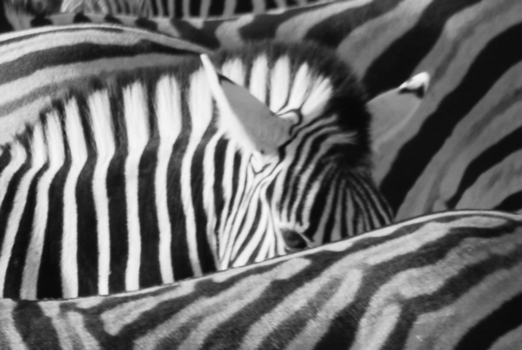 Namib-woestijn - eye to eye