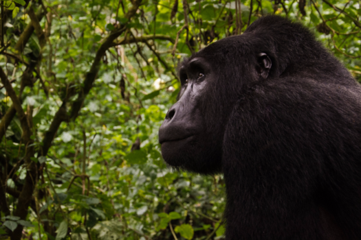 Oeganda - Gentle Giant Oeganda, Bwindi Impenetrable National Park