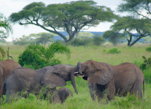 Tanzania - Knuffelende olifanten in de Serengetti, Tanzania