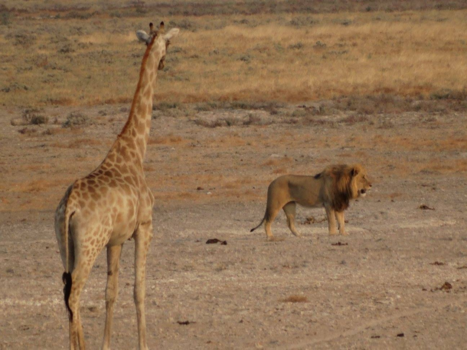 Namibië - Verkeerde afslag