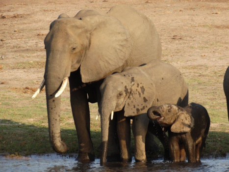 Botswana - One big happy family