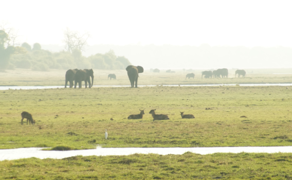 Chobe National Park - Like a child in a candy shop