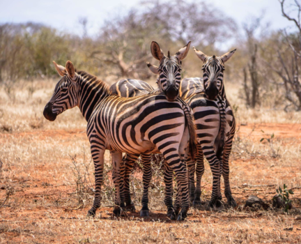 Kenia - Kop op het is zo weer vakantie  !