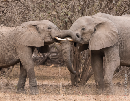 Mana Pools National Park - PLAYING ELEPHANTS