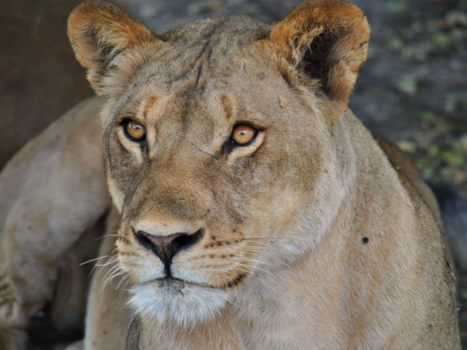 Chobe National Park - I see you