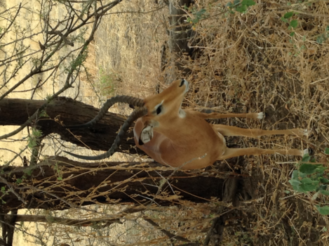 Tanzania - Ontroerend mooie ontmoeting tijdens onze eerste safari in Tanzania