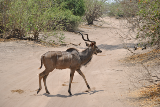 Chobe National Park - Kudu