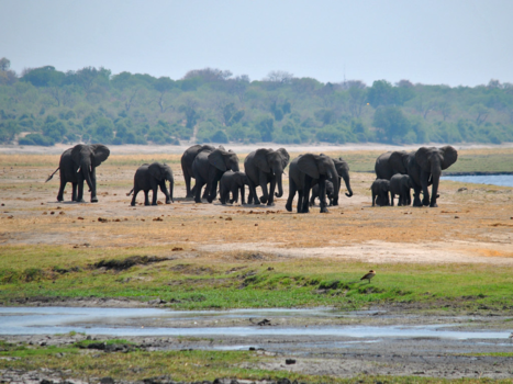 Chobe National Park - Olifanten