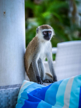 Kenia - Monkey