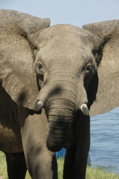 Zimbabwe - Up  close and personal